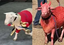 ¿Quién es El Birrias? El borrego más viral de México agendará visitas para quienes osen desafiarlo