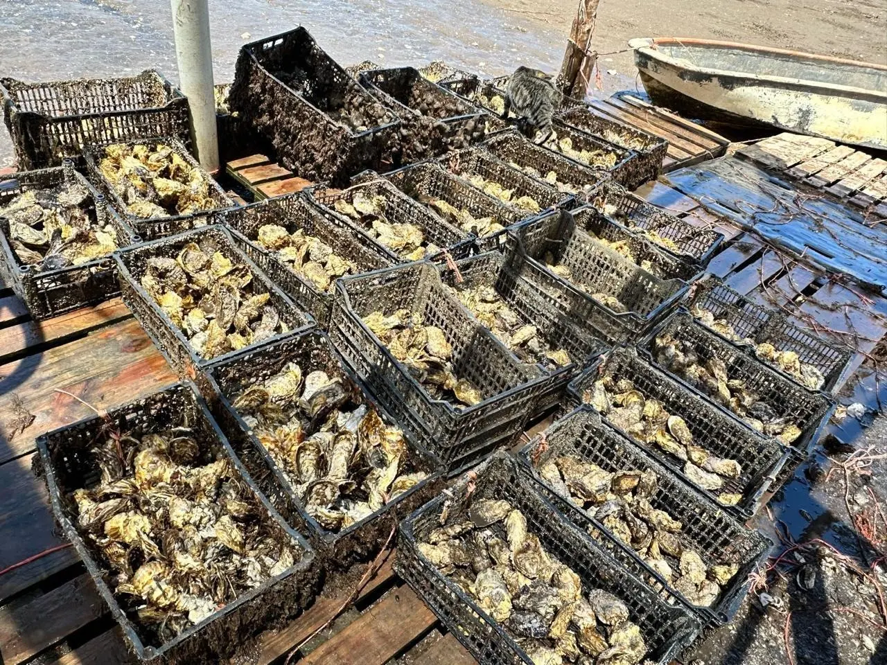 Apoyan proyectos ostr&iacute;colas en el sur de Sonora