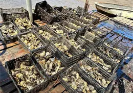 Apoyan proyectos ostr&iacute;colas en el sur de Sonora