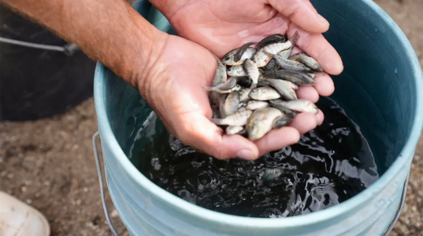 Liberan alevines de tilapia en la Moc&uacute;zari