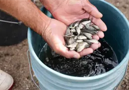 Liberan miles de alevines en la Presa del Moc&uacute;zari como una estrategia de repoblamiento