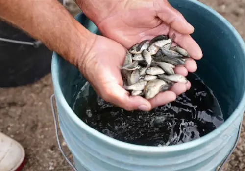 Liberan alevines de tilapia en la Mocúzari Liberan alevines de tilapia en la Mocúzari