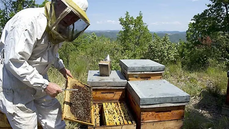 Apicultores de &Aacute;lamos piden apoyo