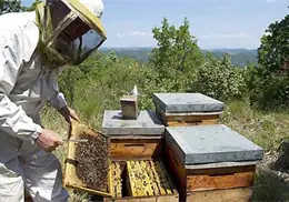 Apicultores de &Aacute;lamos piden apoyo