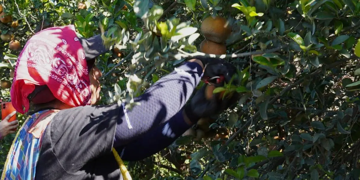 Cosecha de mandarina en Valle del Yaqui: Una labor de destreza y calidad