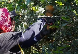 Cosecha de mandarina en Valle del Yaqui: Una labor de destreza y calidad