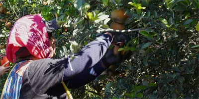 Cosecha de mandarina en Valle del Yaqui: Una labor de destreza y calidad