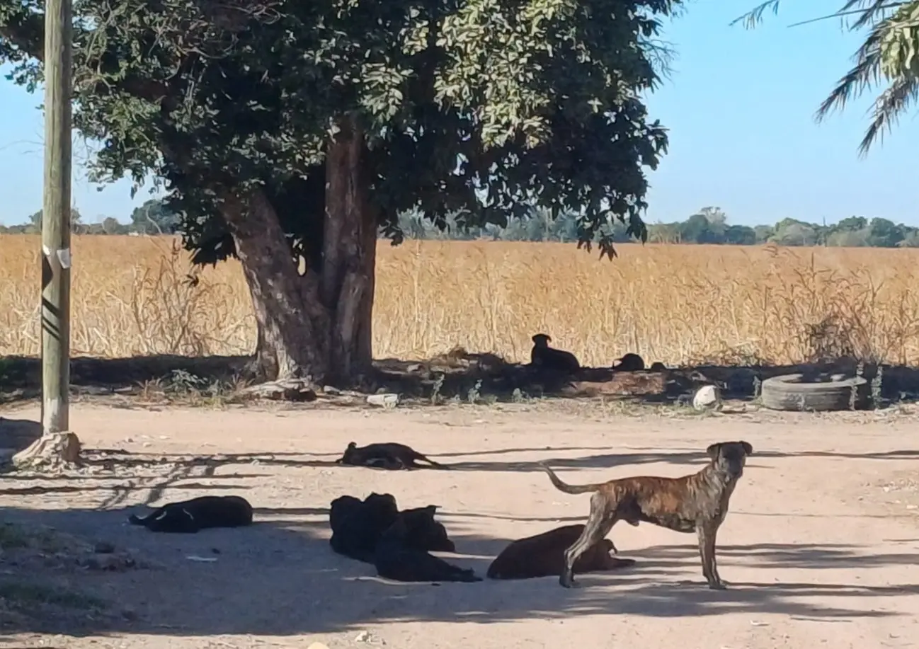 Registra Sonora una nueva defunción por rickettsia