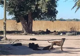 Registra Sonora una nueva defunción por rickettsia Registra Sonora una nueva defunción por rickettsia