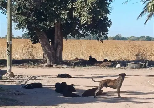 Registra Sonora una nueva defunción por rickettsia Registra Sonora una nueva defunción por rickettsia