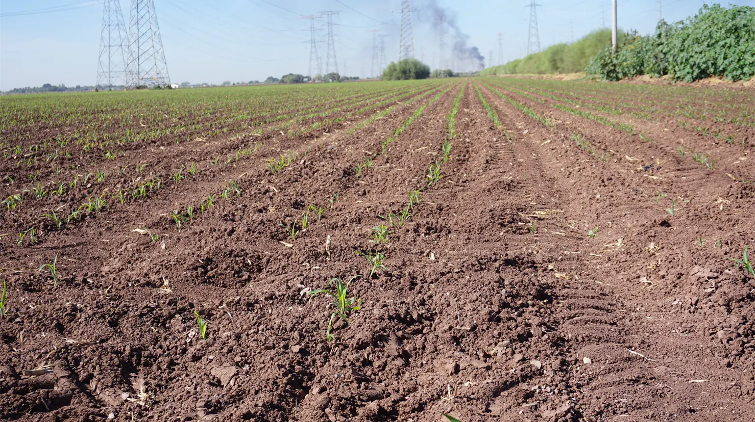 Di&oacute;cesis de Ciudad Obreg&oacute;n bendecir&aacute; los cultivos del Valle del Yaqui