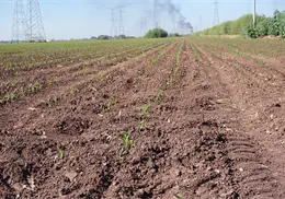 Di&oacute;cesis de Ciudad Obreg&oacute;n bendecir&aacute; los cultivos del Valle del Yaqui