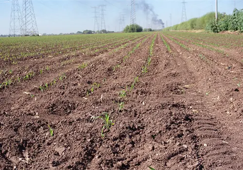 Diócesis de Ciudad Obregón bendecirá los cultivos del Valle del Yaqui Diócesis de Ciudad Obregón bendecirá los cultivos del Valle del Yaqui