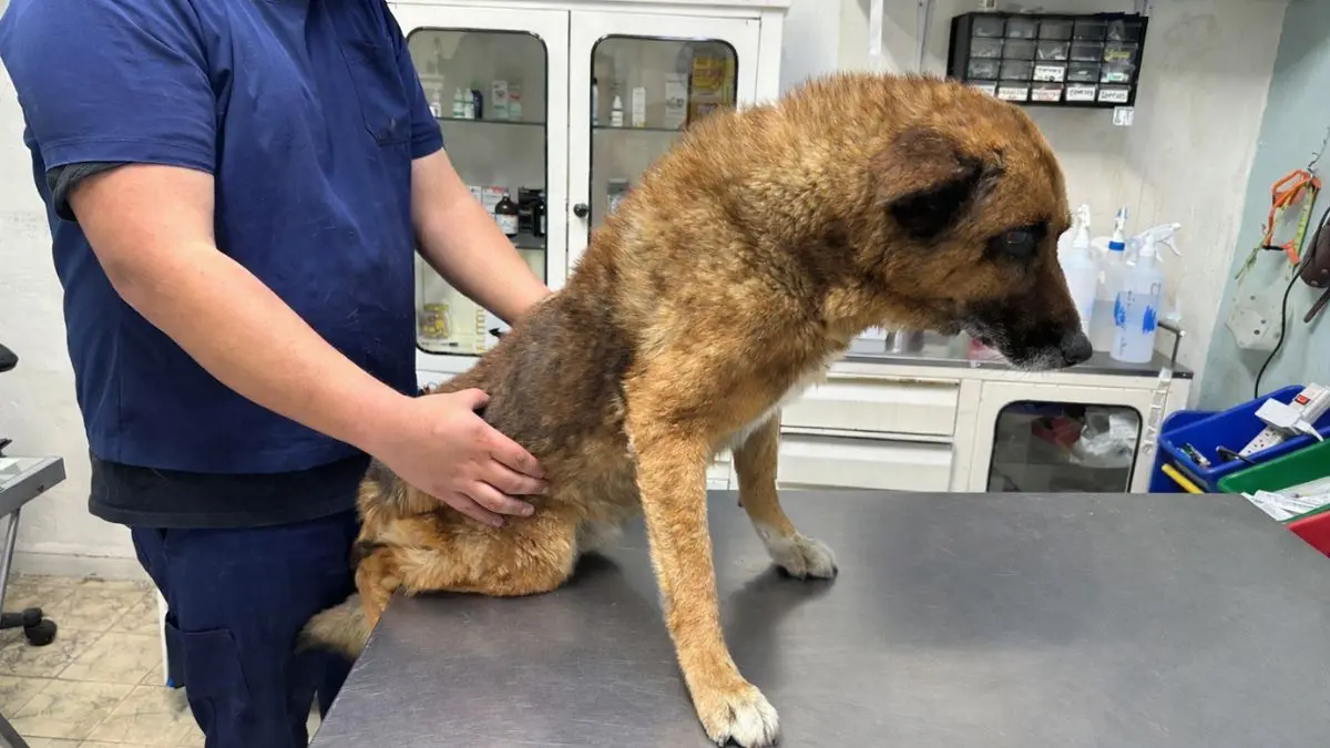 Fundaci&oacute;n Mundo Patitas habla del futuro de Lobito, el perrito agredido en Naucalpan