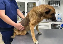 Fundaci&oacute;n Mundo Patitas habla del futuro de Lobito, el perrito agredido en Naucalpan