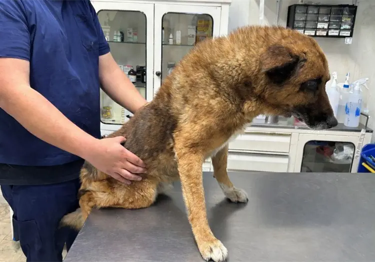 Fundaci&oacute;n Mundo Patitas habla del futuro de Lobito, el perrito agredido en Naucalpan