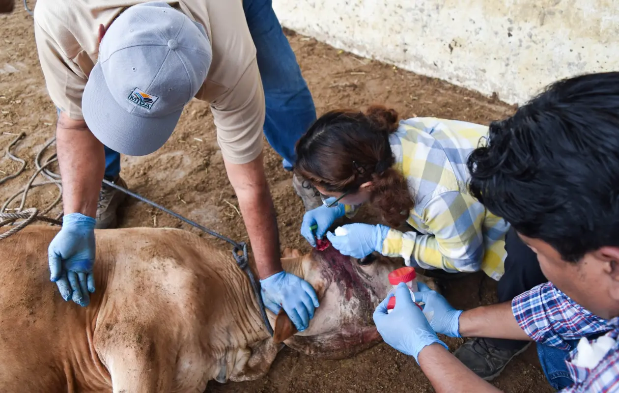 De acuerdo con Senasica, el pa&iacute;s acumula 14 mil 783 casos desde noviembre de 2024, con 799 activos al 29 de enero.
