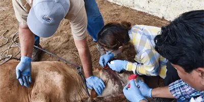 M&eacute;xico refuerza combate al gusano barrenador con moscas est&eacute;riles y coordinaci&oacute;n con Estados Unidos