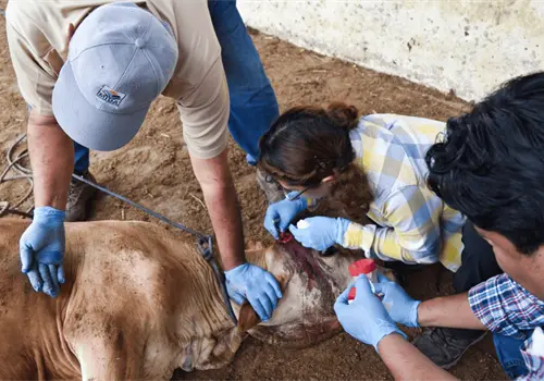 M&eacute;xico refuerza combate al gusano barrenador con moscas est&eacute;riles y coordinaci&oacute;n con Estados Unidos