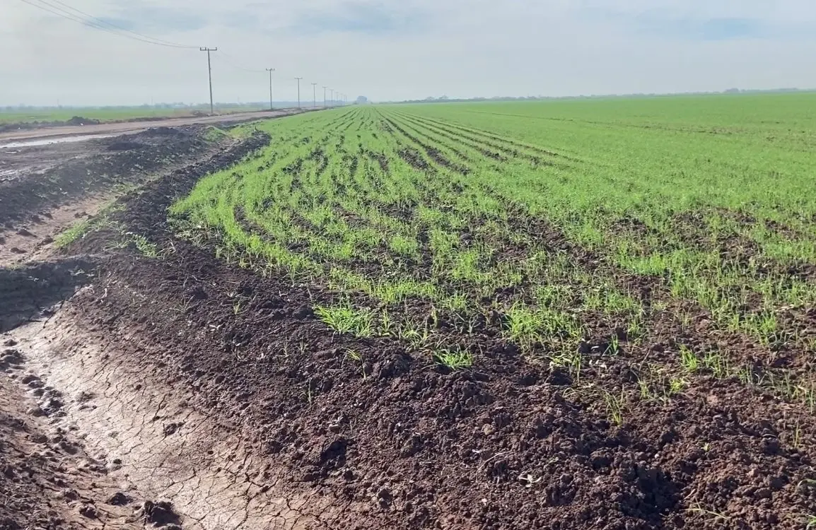 Registra el Valle del Mayo un acumulado de apenas 96 horas fr&iacute;o