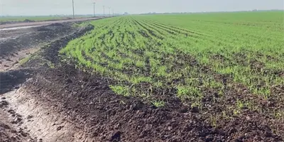 Registra el Valle del Mayo un acumulado de apenas 96 horas fr&iacute;o
