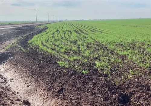 Registra el Valle del Mayo un acumulado de apenas 96 horas fr&iacute;o