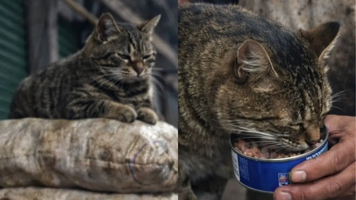 Conoce a El tigre, el gatito que acabo con las ratas de la central de abastos y se gan&oacute; el respeto de todos
