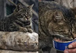 Conoce a El tigre, el gatito que acabo con las ratas de la central de abastos y se gan&oacute; el respeto de todos