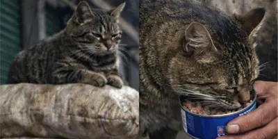 Conoce a El tigre, el gatito que acabo con las ratas de la central de abastos y se ganó el respeto de todos Conoce a El tigre, el gatito que acabo con las ratas de la central de abastos y se ganó el respeto de todos