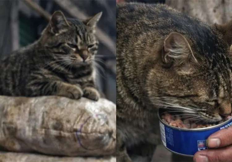 Conoce a El tigre, el gatito que acabo con las ratas de la central de abastos y se gan&oacute; el respeto de todos