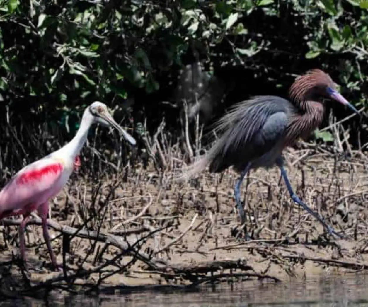 En Plutaco El&iacute;as Calles se encuentra Agua Dulce; Huatabampo tiene los humedales de Yavaros – Moroncarit; &Aacute;lamos tiene el ecosistema arroyo verde sierra de &Aacute;lamos R&iacute;o Cuchujaqui; en Guaymas est&aacute; el Estero El Soldado; y en Hermosillo los humedales de la Laguna la Cruz