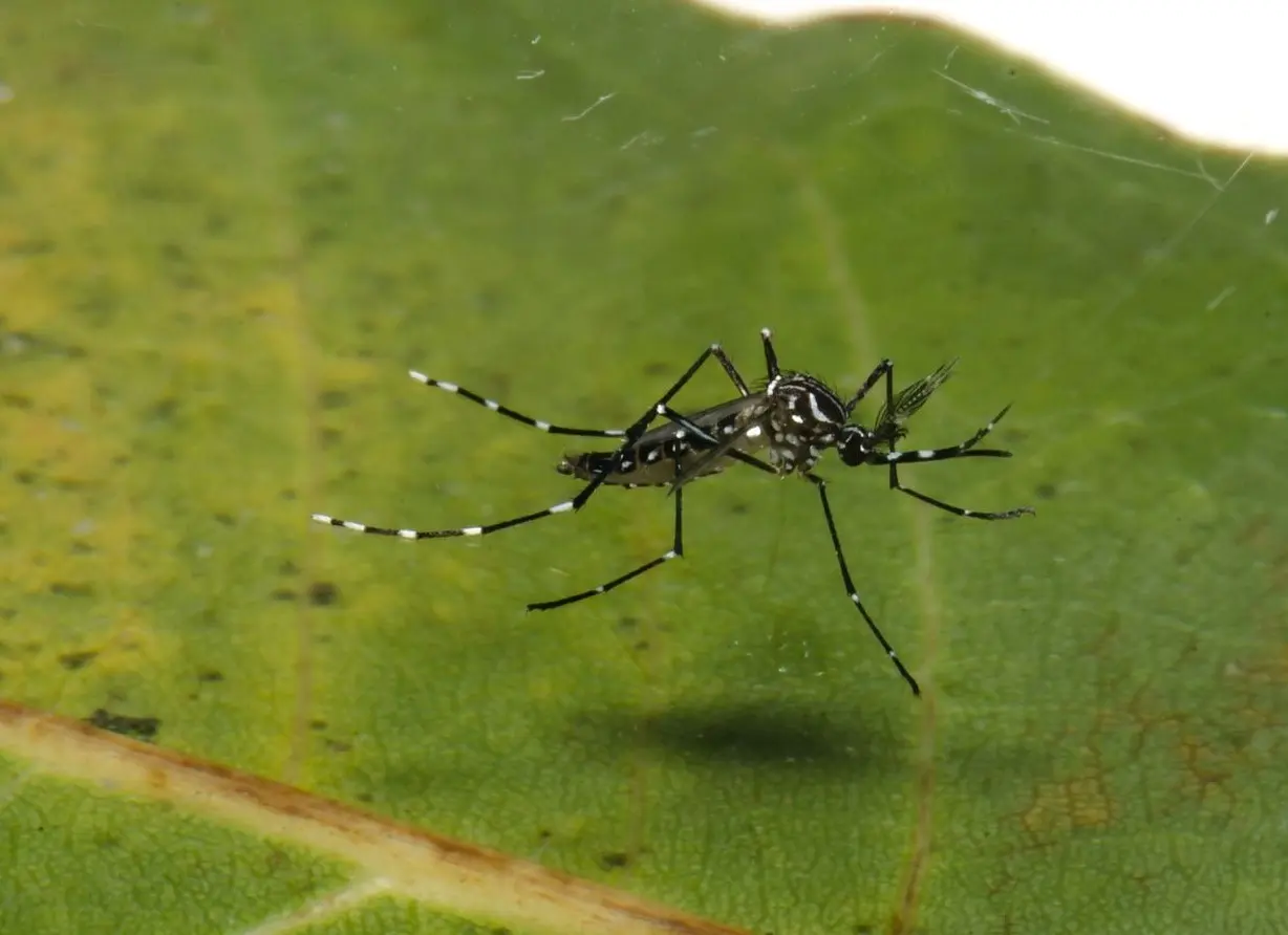 Crece el dengue en Sonora