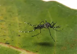 Se incrementan casos de dengue en Sonora