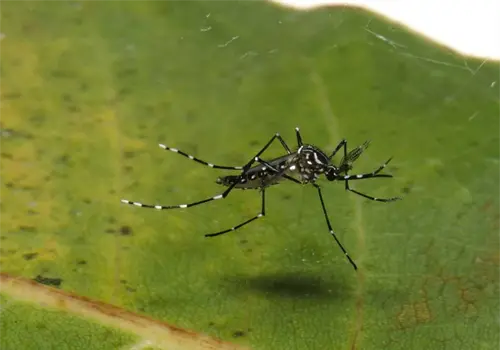 Crece el dengue en Sonora Crece el dengue en Sonora