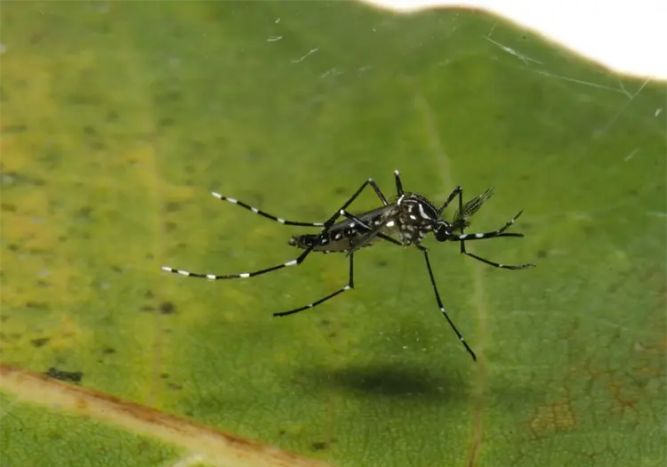 Crece el dengue en Sonora