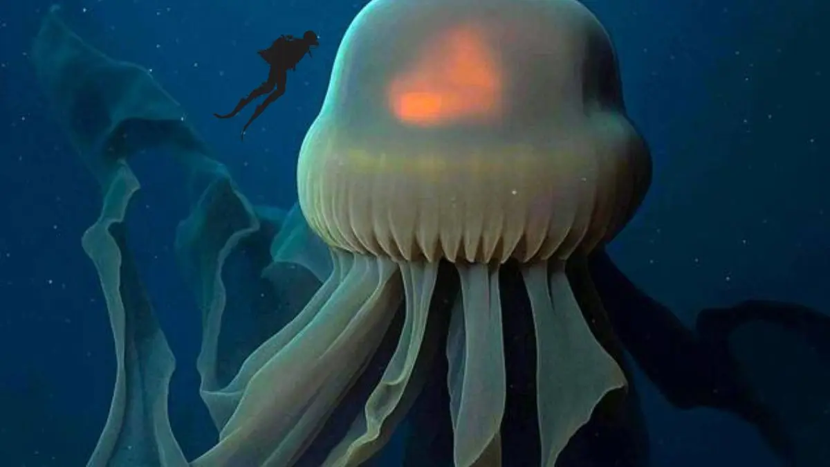 Medusa fantasma gigante captada en aguas profundas de Argentina durante una expedici&oacute;n cient&iacute;fica del Instituto Oceanogr&aacute;fico Schmidt