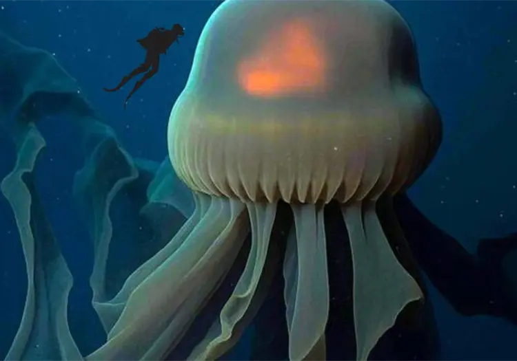 VIDEO l Medusa del tama&ntilde;o de un cami&oacute;n escolar es captada por investigadores marinos