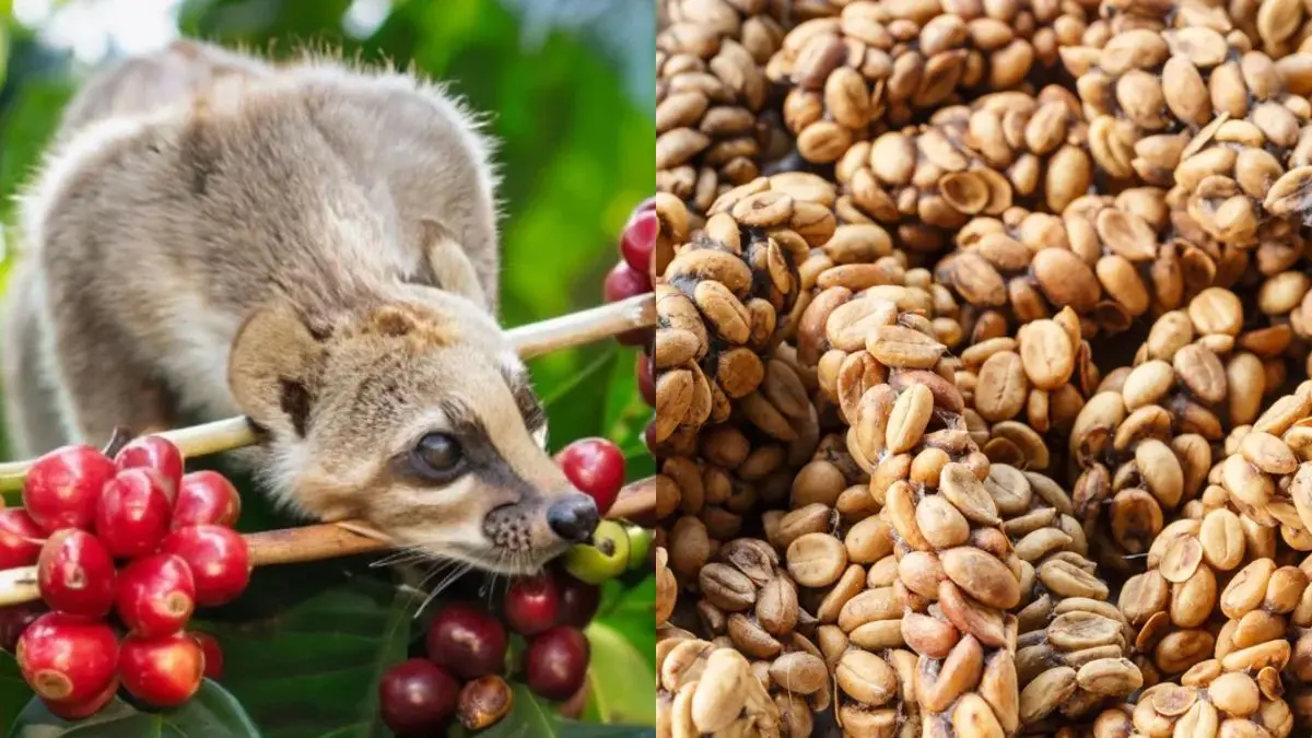 El caf&eacute; m&aacute;s caro del mundo nace del excremento de un animal y esta es su oscura historia