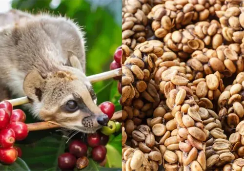 El caf&eacute; m&aacute;s caro del mundo nace del excremento de un animal y esta es su oscura historia