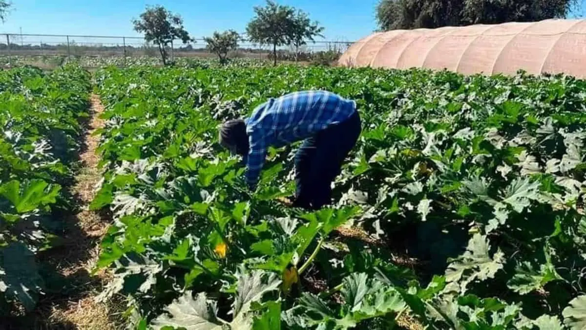 Se reactiva trabajo en el Valle del Mayo