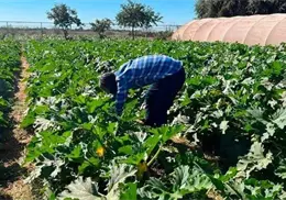 Se reactiva trabajo en el Valle del Mayo Se reactiva trabajo en el Valle del Mayo