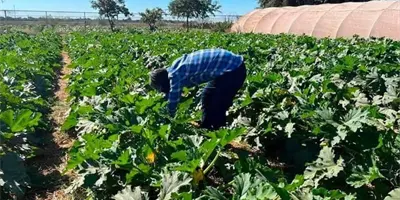 Se reactiva trabajo en el Valle del Mayo