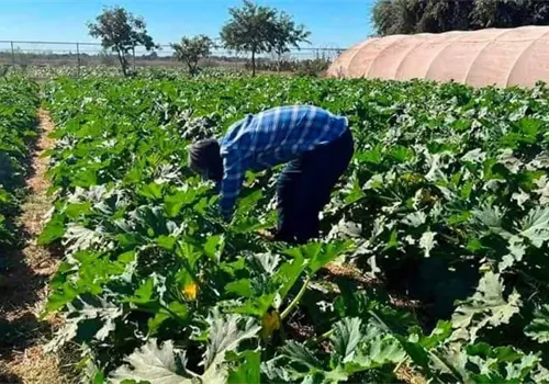 Se reactiva trabajo en el Valle del Mayo