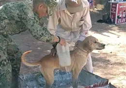 Cuidar a las mascotas para prevenir rickettsiosis en humanos