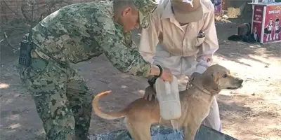 Cuidar a las mascotas para prevenir rickettsiosis en humanos