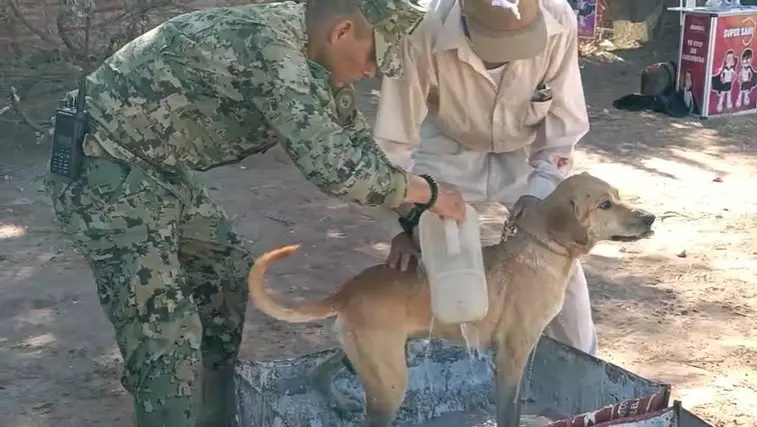 Cuidar a las mascotas para prevenir rickettsiosis en humanos